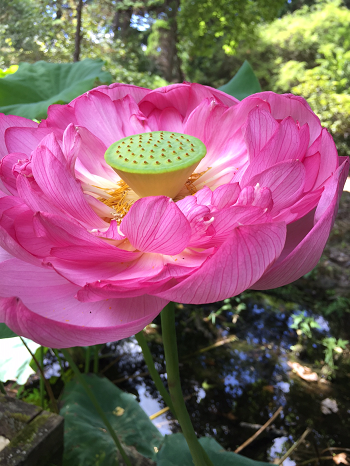 蓮の花