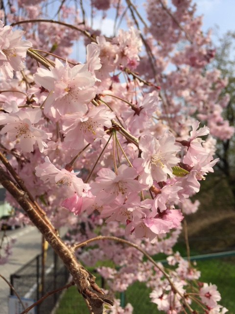 しだれ桜、只今満開です！！！