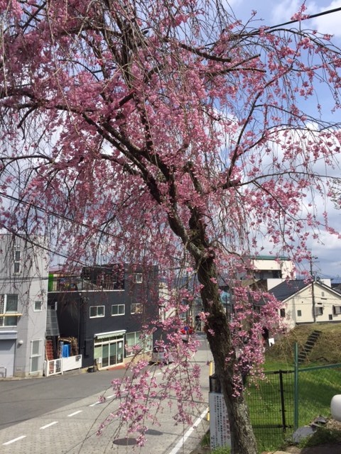 GrandCru、桜満開です！！！